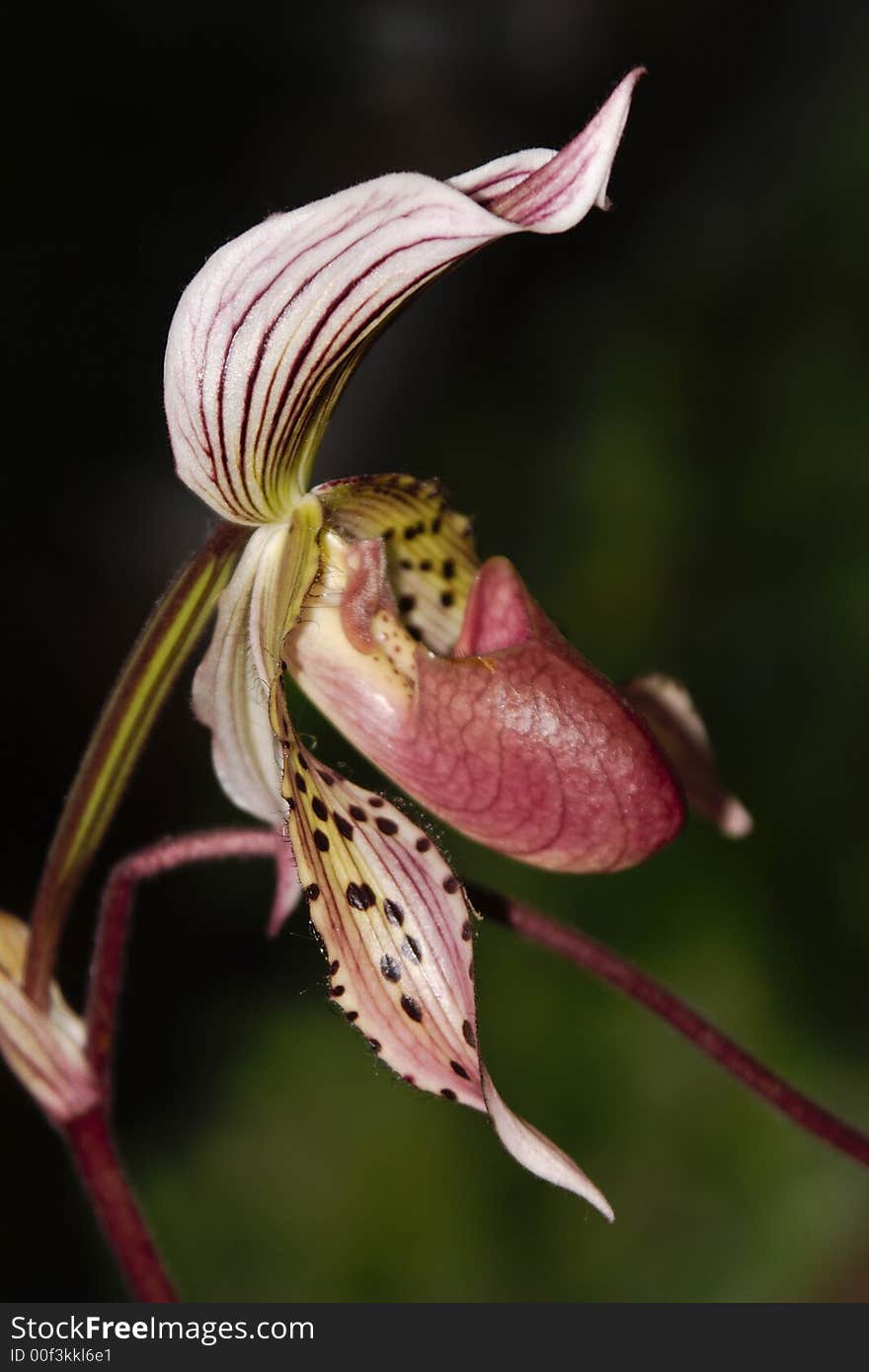 Paphiopedilum Orchid