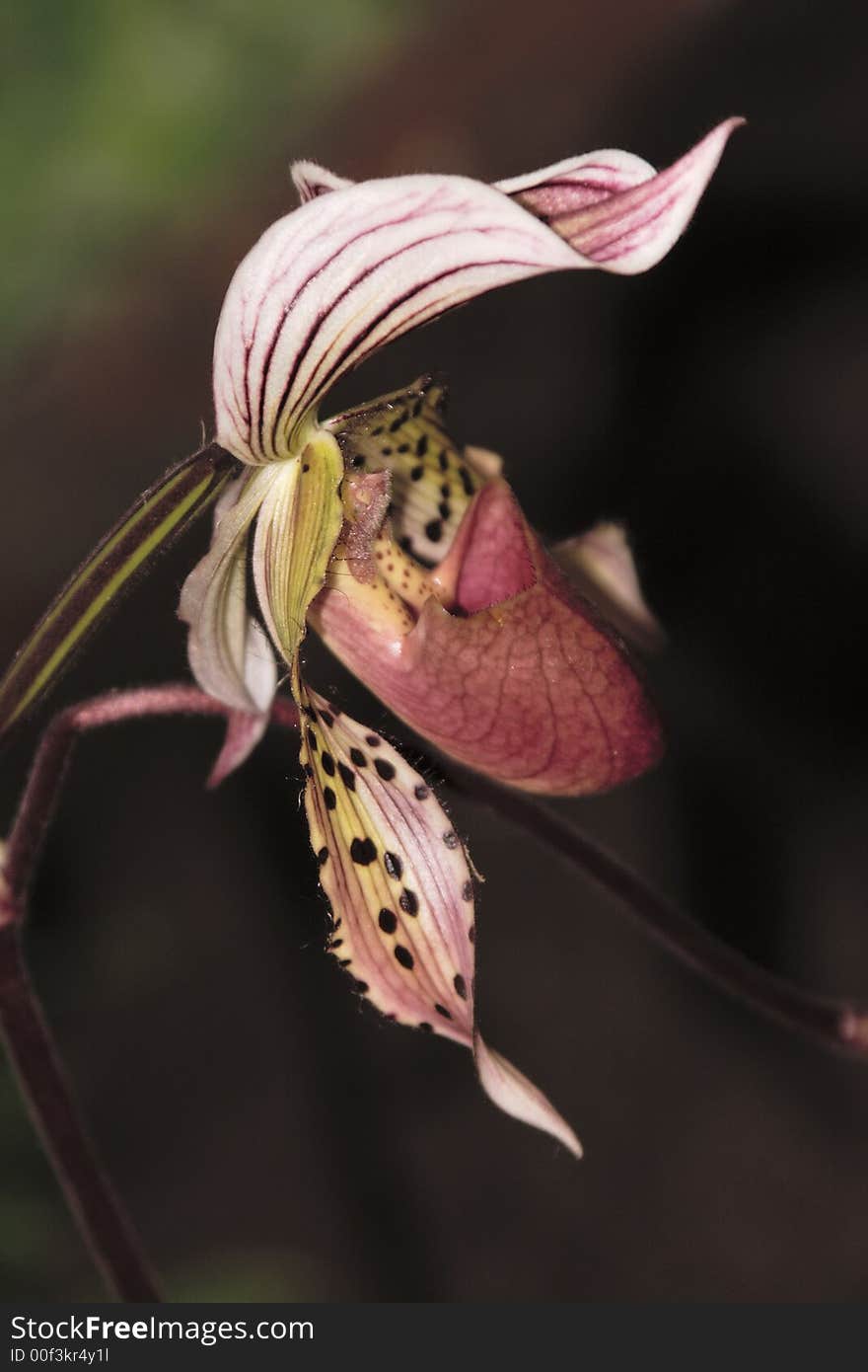 Paphiopedilum Orchid