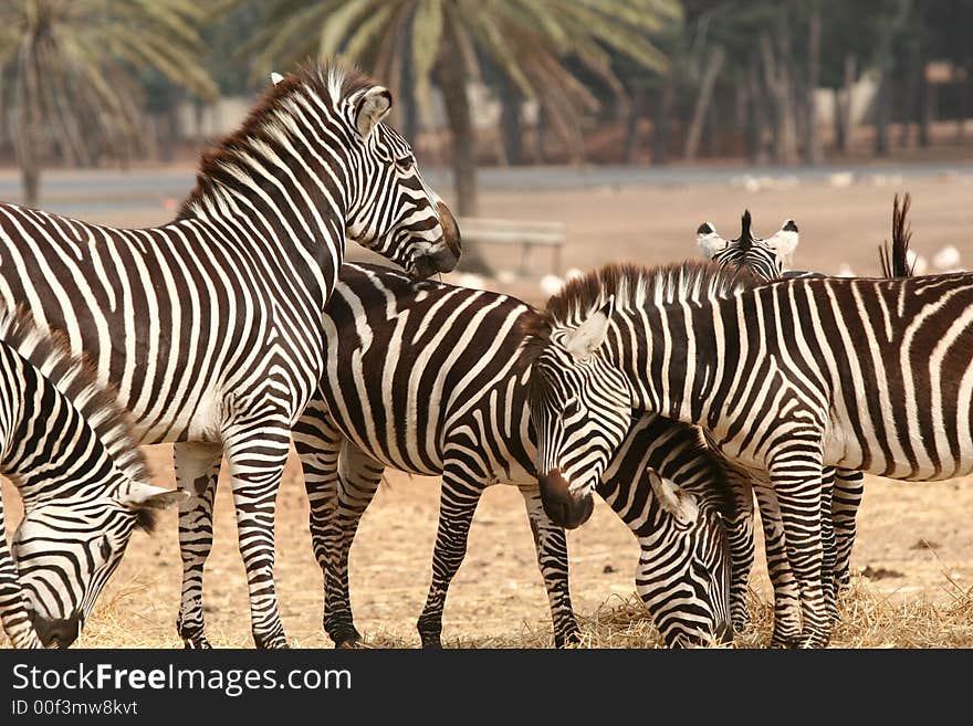 A pack of zebras in the wild