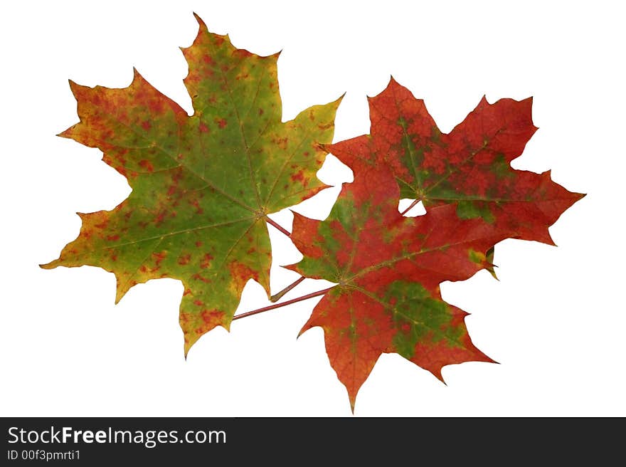 Multi-coloured maple leaves on a white background