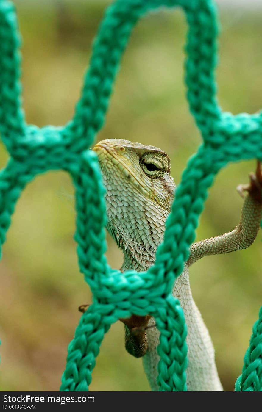 Lizard and net