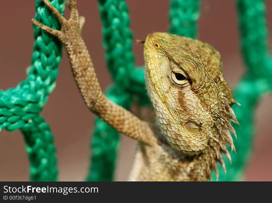 Lizard and net