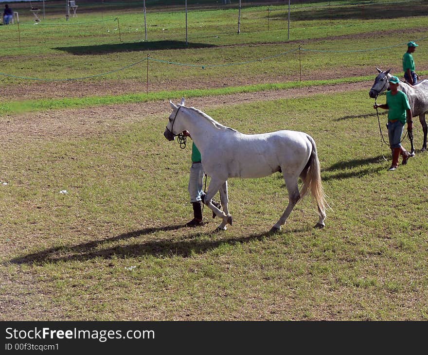 Horse Training