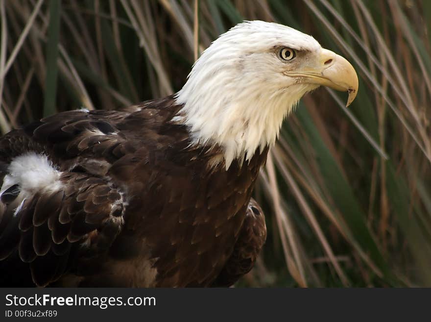 American Bald Eagle