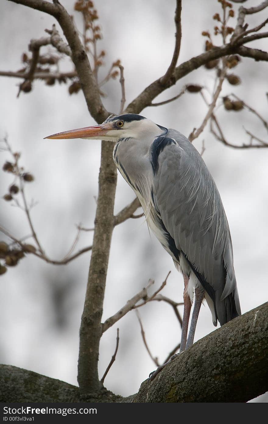 A grey heron on a tree, looking to the left. Grey sky as background.