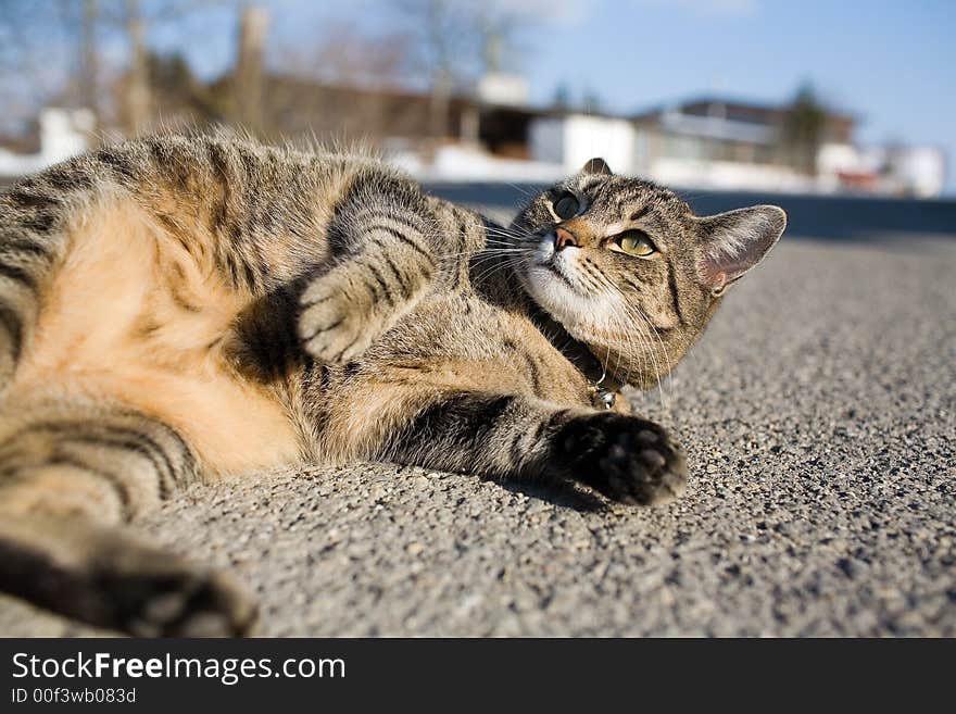 A cute striped cat lies on the street. Close-up. A cute striped cat lies on the street. Close-up.