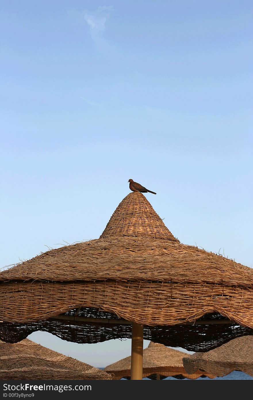 The pigeon sits on a beach umbrella on a background of the blue sky. The pigeon sits on a beach umbrella on a background of the blue sky