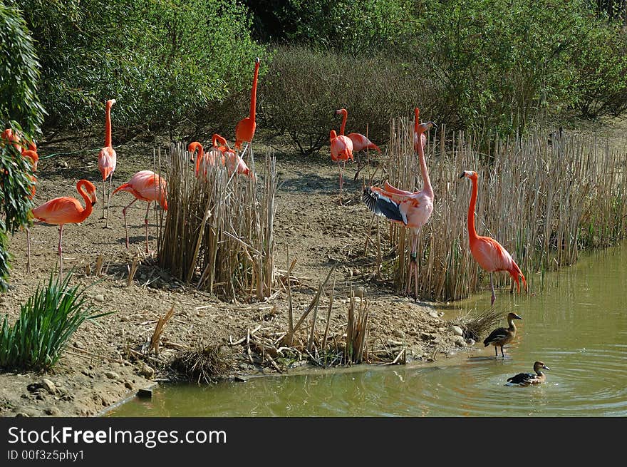 Pink Flamingos