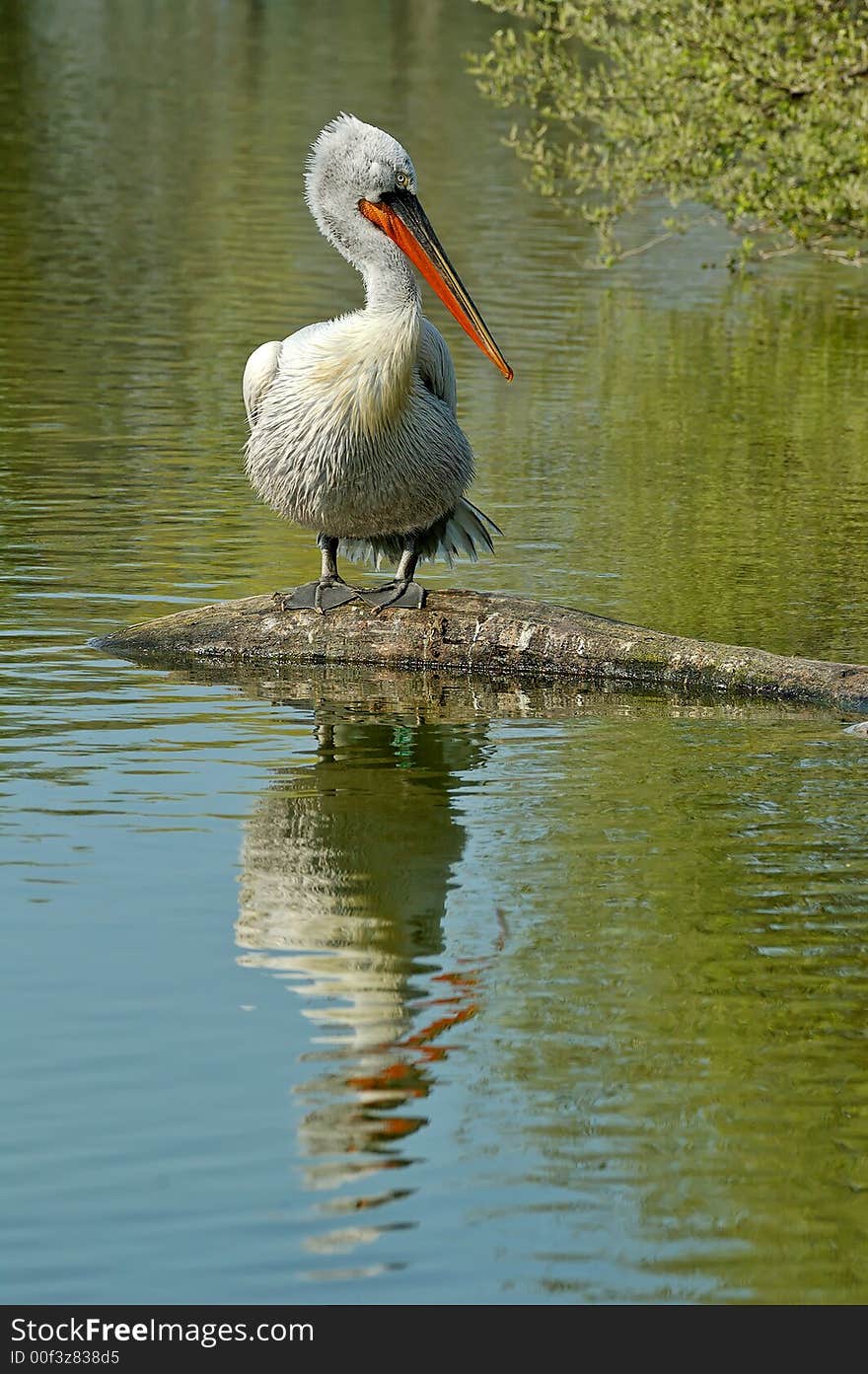 A white pelican on a branch... Not so white in fact !