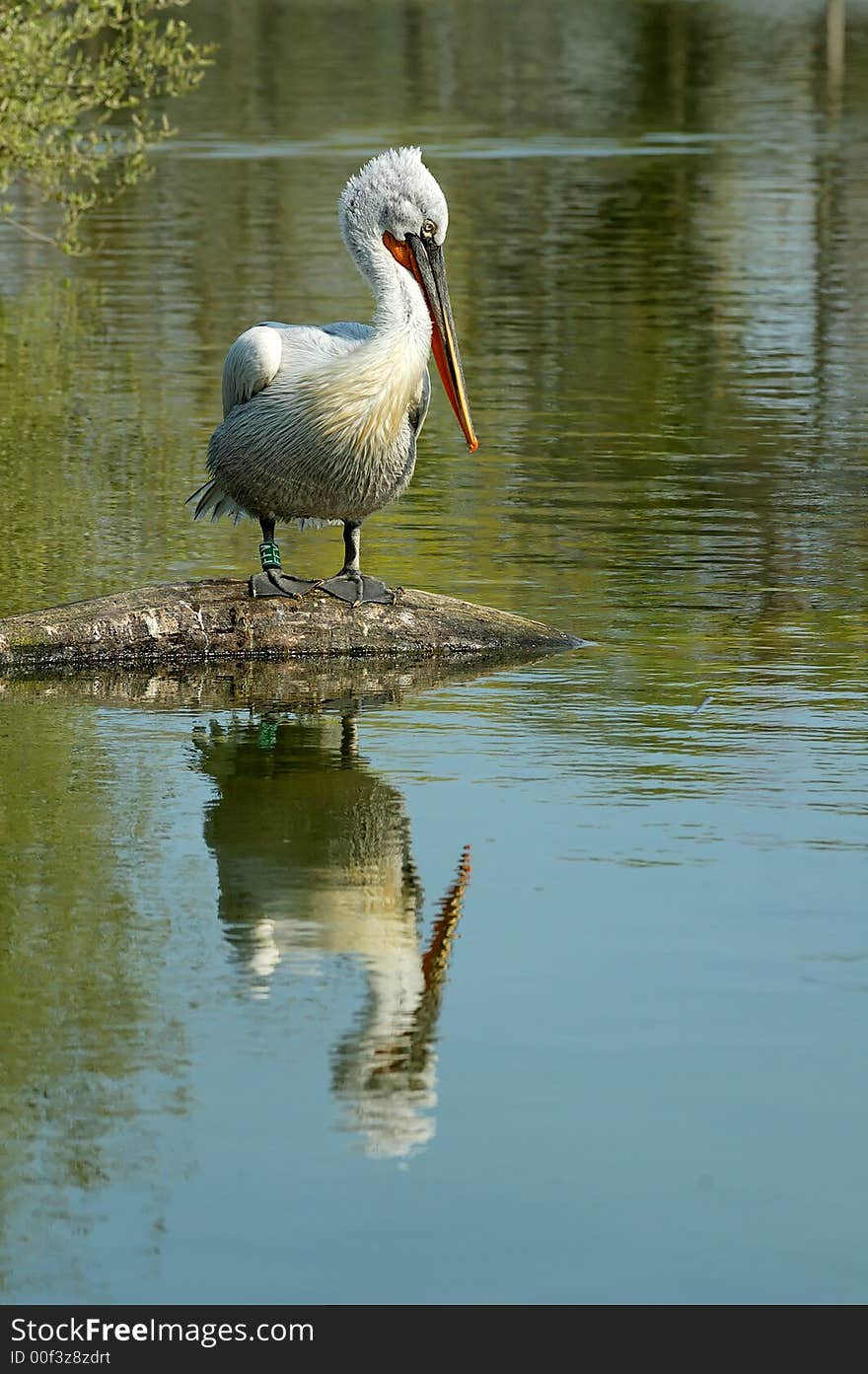 White pelican on a branch