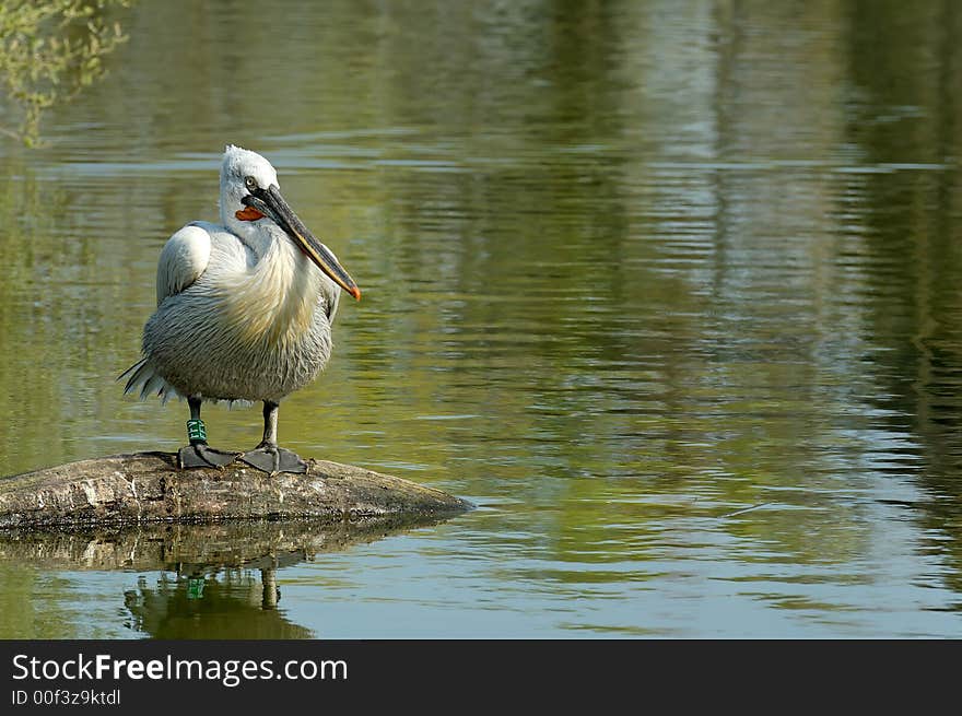 White pelican at a pond