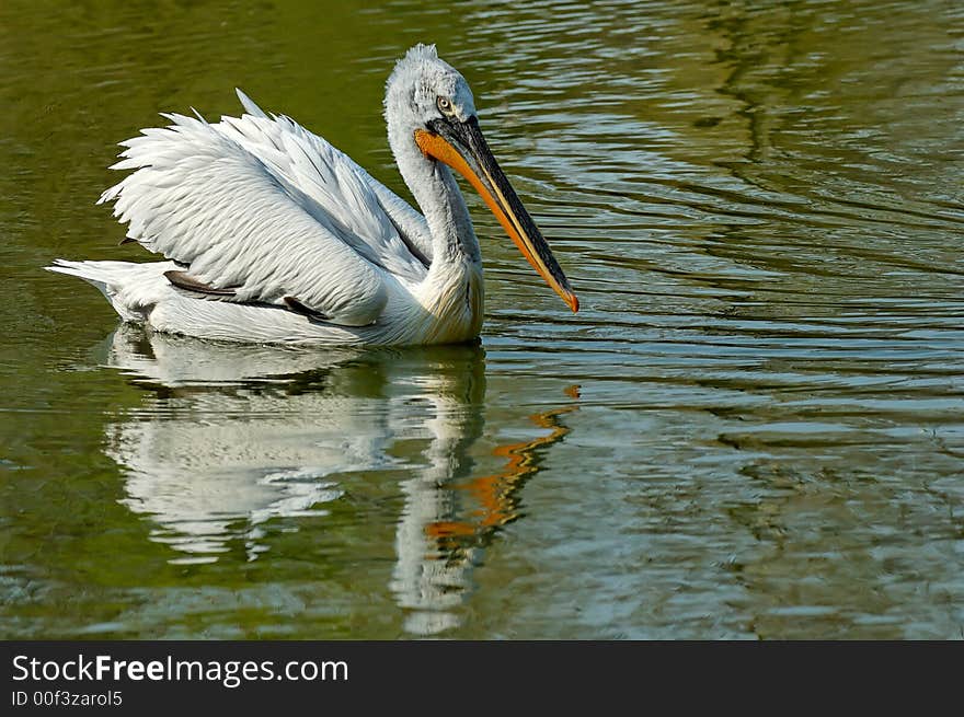 Reflection With A Pelican