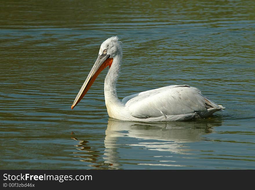 Pelican