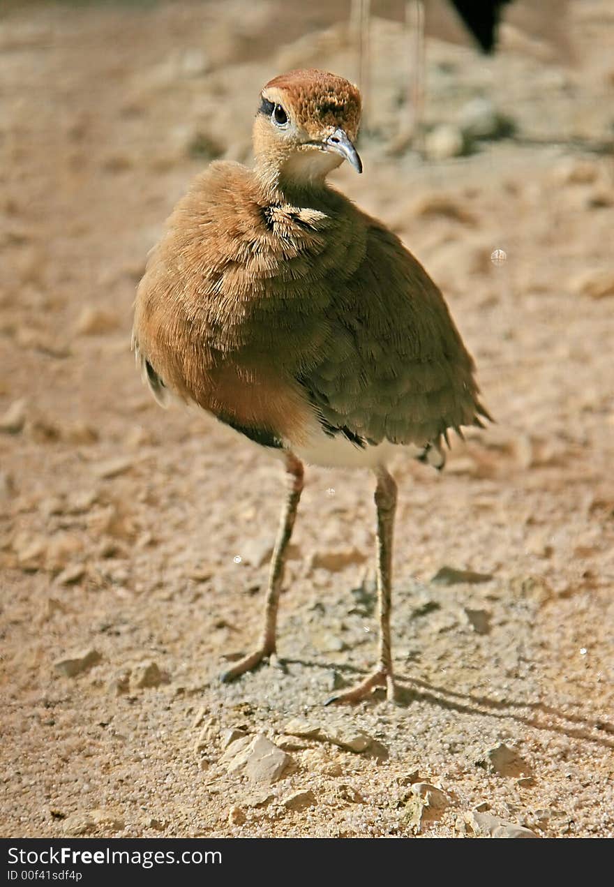 Temminck`s Courser 2