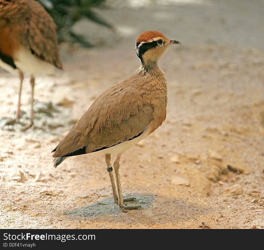 Temminck`s Courser 3