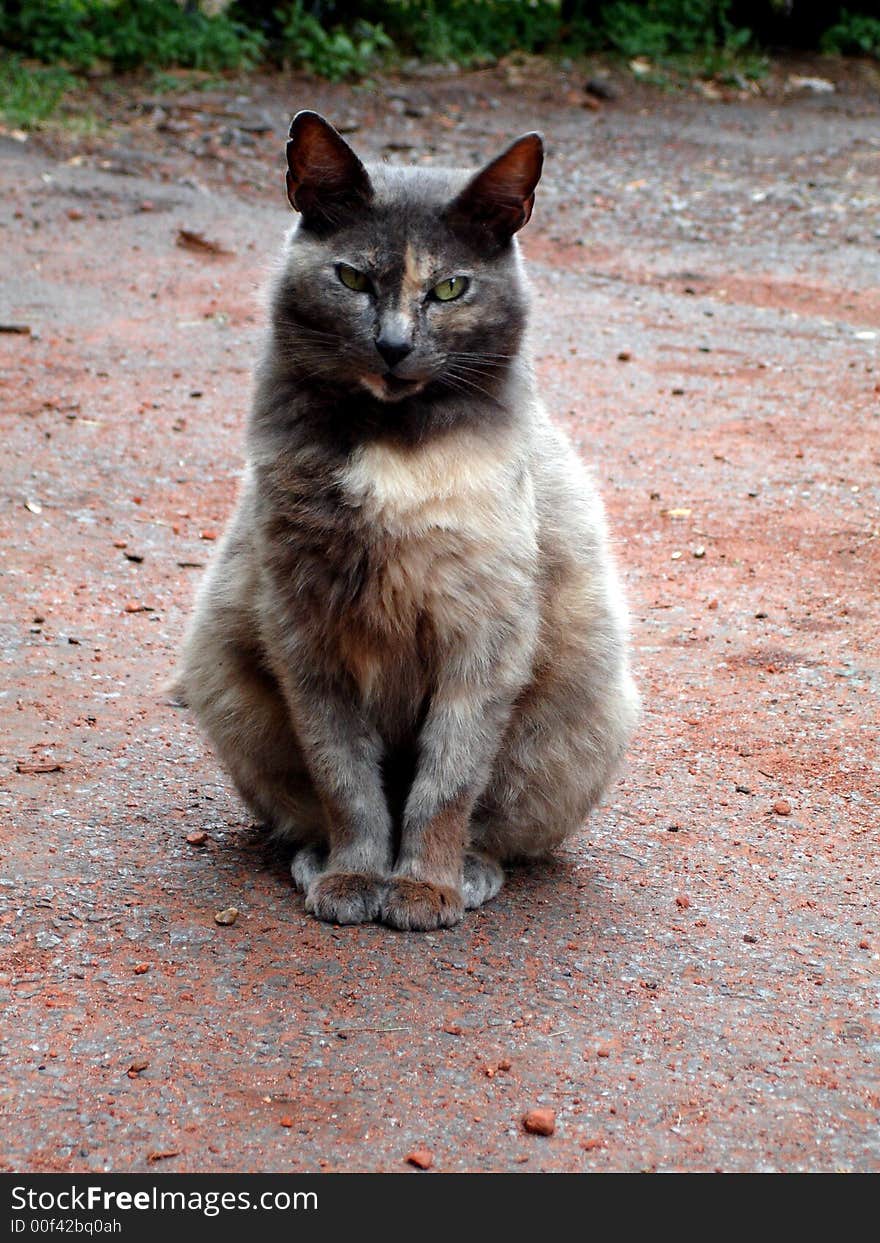 Big cat in the garden