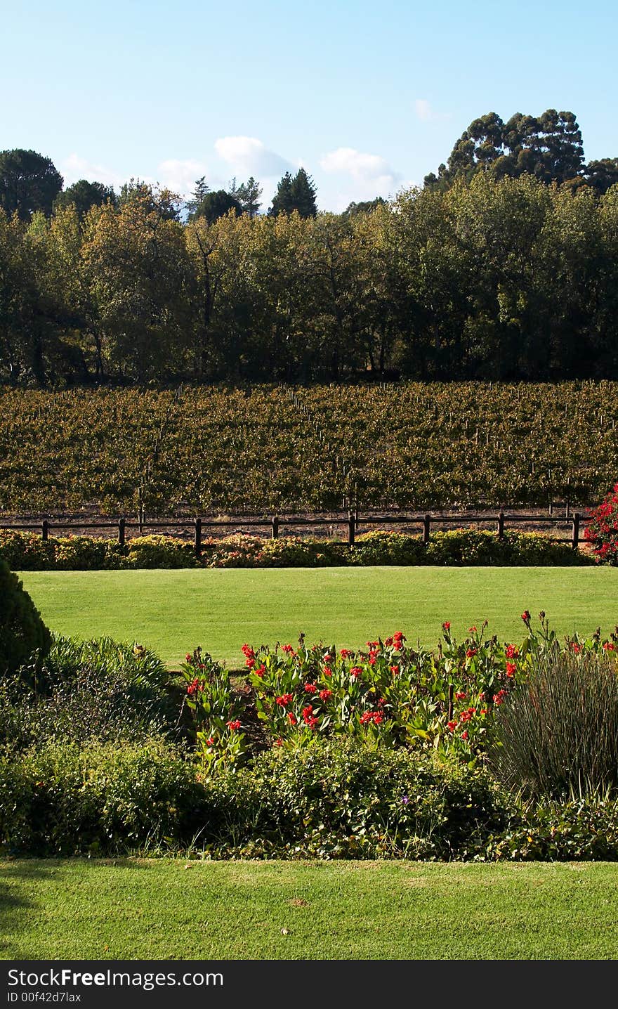 Vineyard on Pleisir de Merle wine farm in autumn. Shot in the early afternoon in South Africa. Vineyard on Pleisir de Merle wine farm in autumn. Shot in the early afternoon in South Africa.