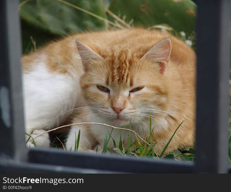 Orange sleeping cat