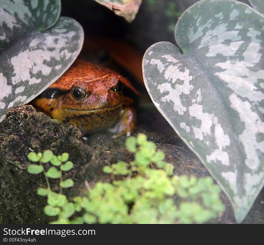 Portrait of nice Tomato Frog. Portrait of nice Tomato Frog