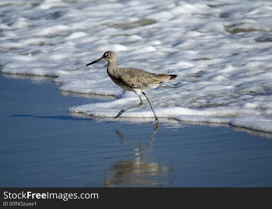 Bird on the beach