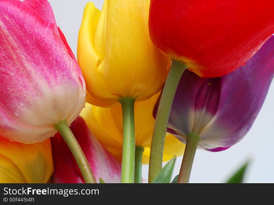 Color tulips against white background. Color tulips against white background