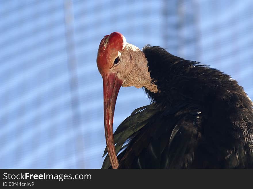 Waldrapp Bald Ibis Ugly Bird