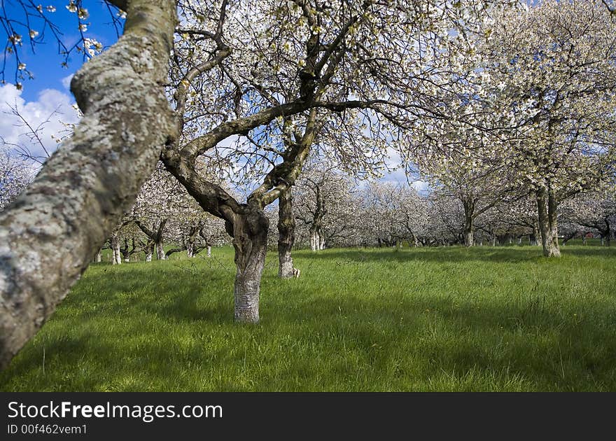 Sakura garden