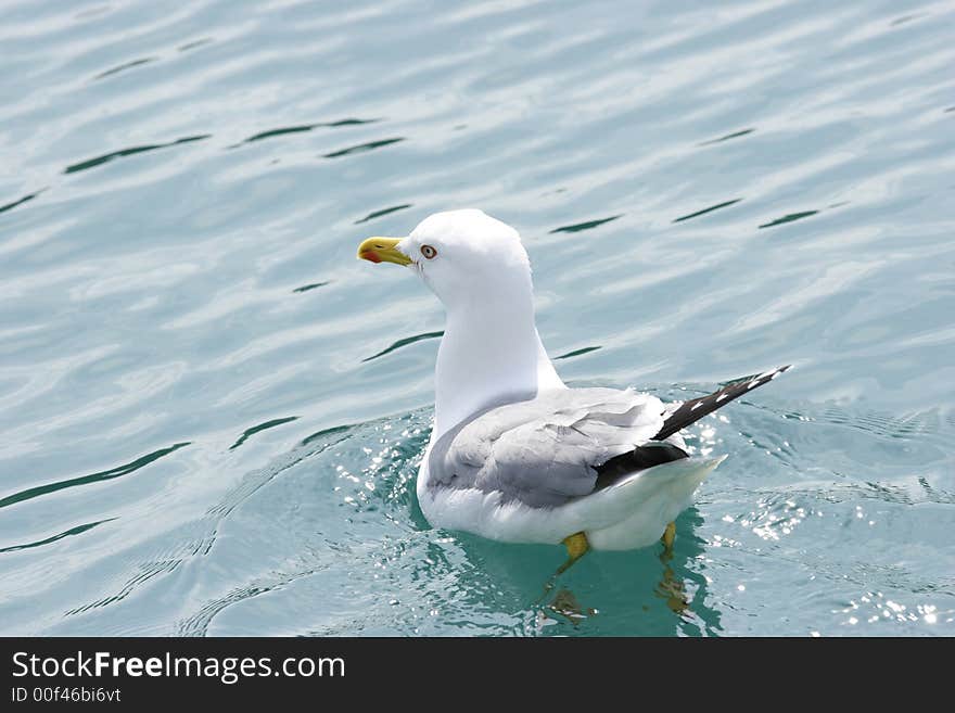 Stock photo of a seagull