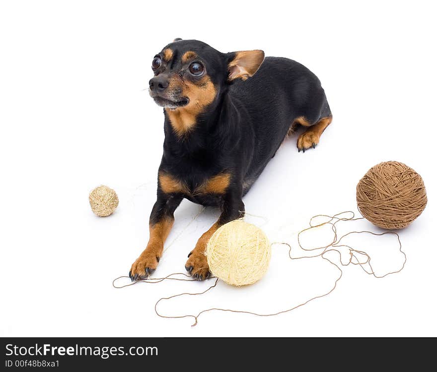 Little funny  dog. close-up. isolated on white. Little funny  dog. close-up. isolated on white