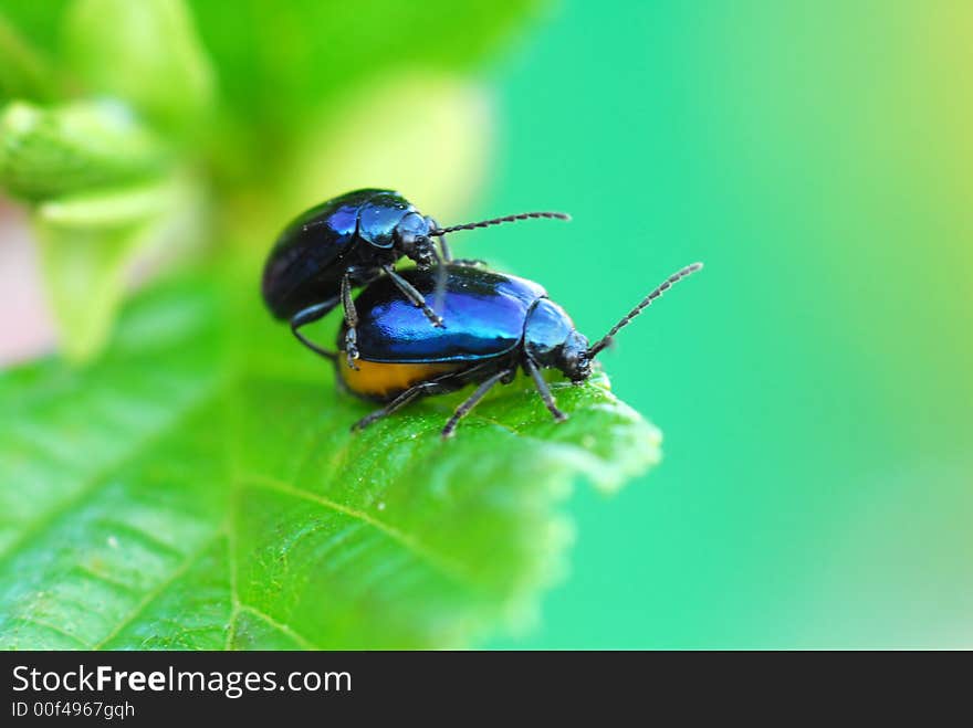 Two black bugs making love