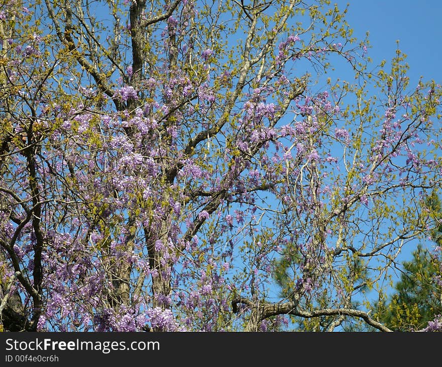 Tree with wysteria vines climbing