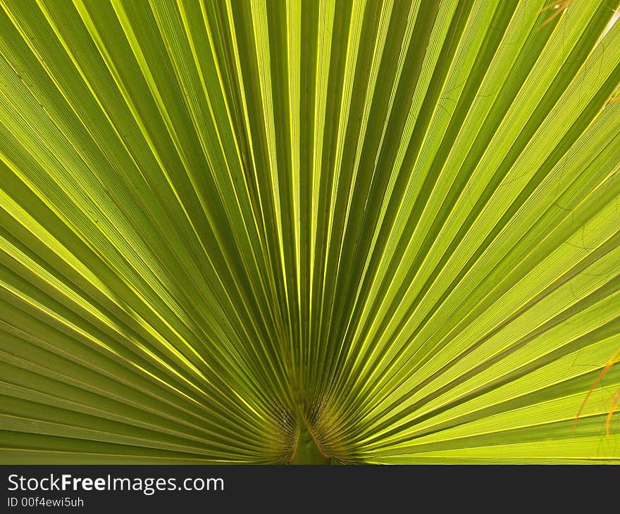 Close up photo of a palm leaf. Close up photo of a palm leaf