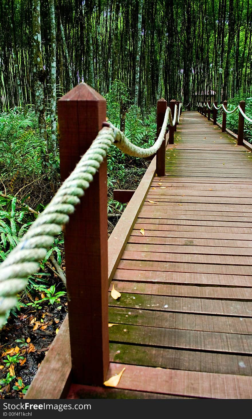 The Mangrove Forest in Asia