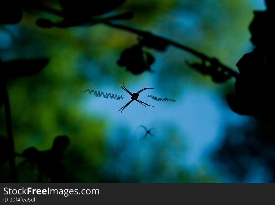 A tropical spider on its' web which resembles of WWW