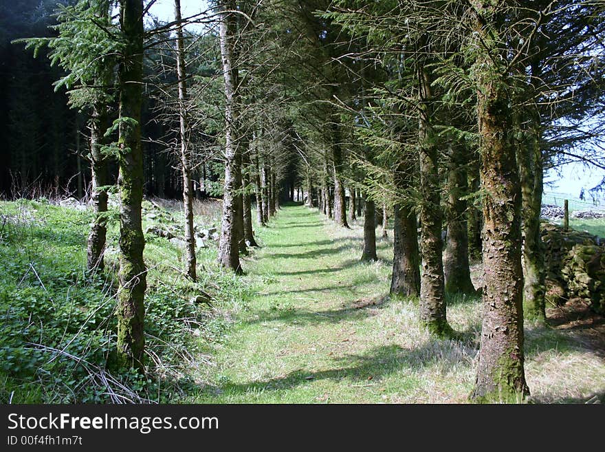 Path through a mountain side wood, North Wales, UK. Path through a mountain side wood, North Wales, UK