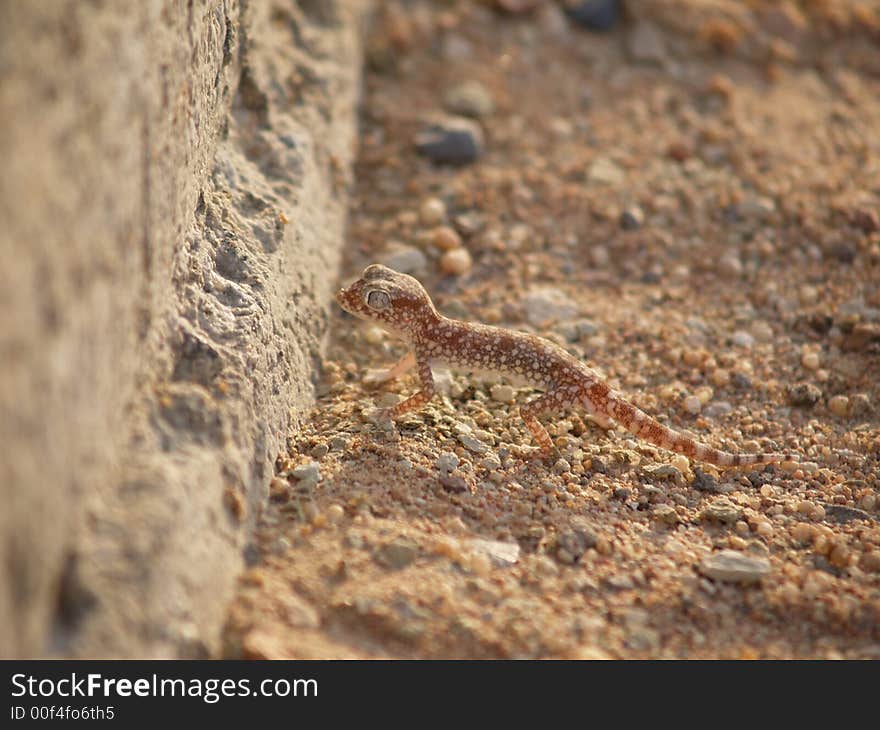 Egyptian geco in front of a wall