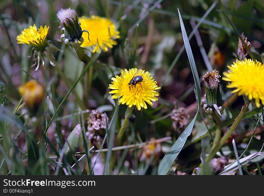 Fly on yellow dandelion in green grass. Fly on yellow dandelion in green grass.