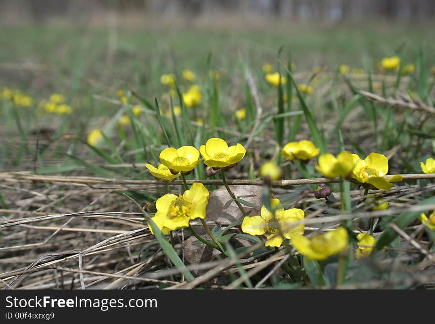 Yellow Florets