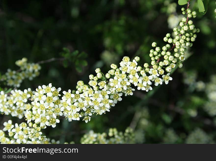 White flowers