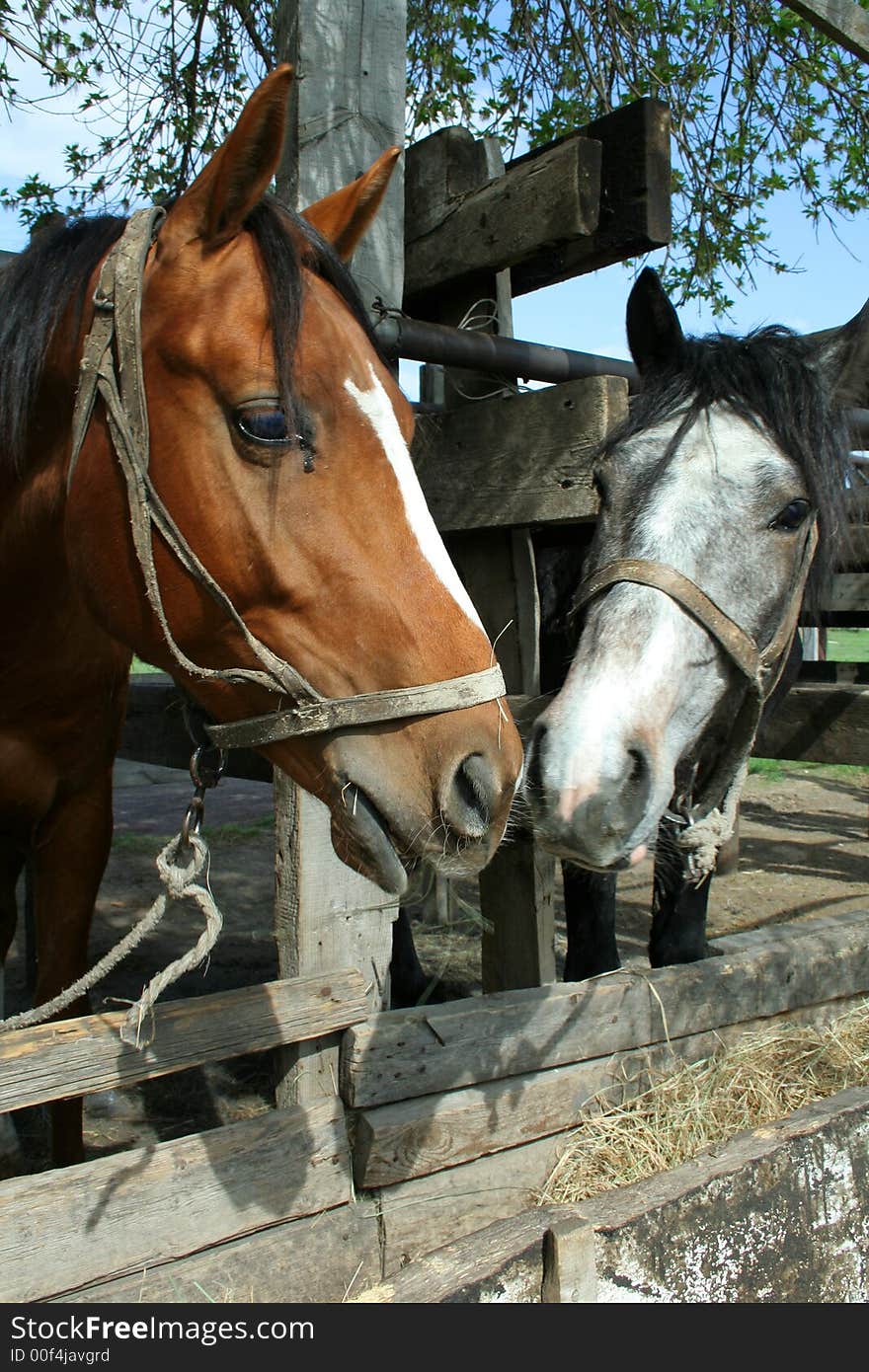 Two horses last heads to each other