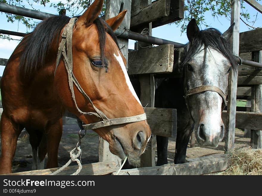 Two adhered horses eat hay