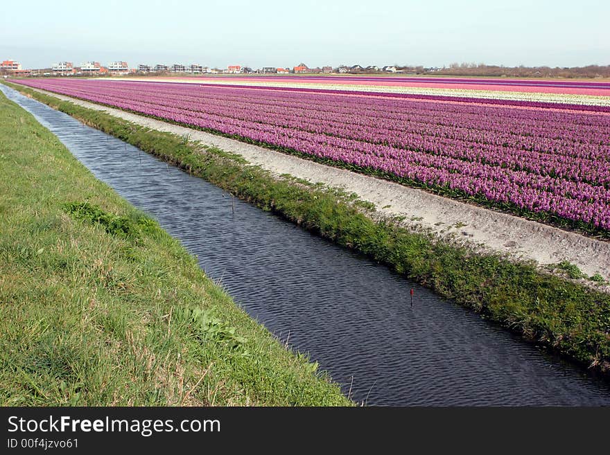 Flower field