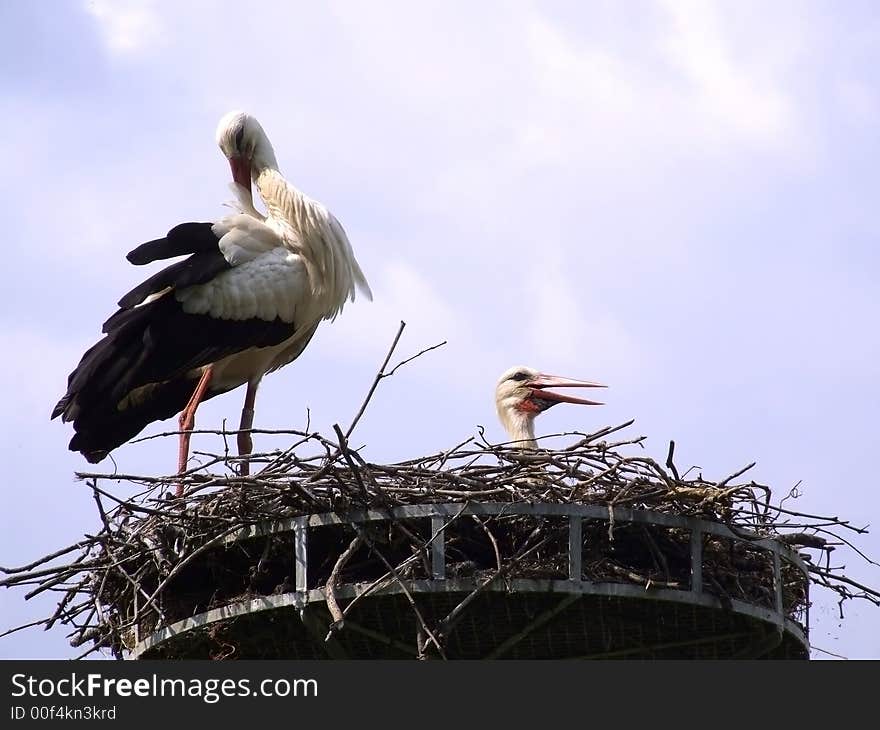 Two storks in the nest for the brooding