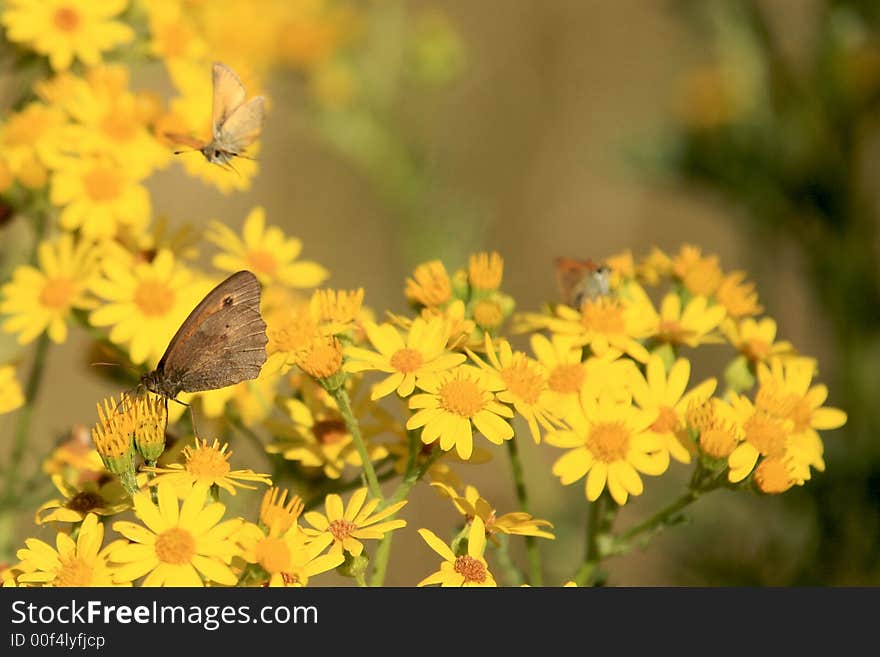 A number of Small Heath butterflies feeding and flying. They are resting on a group of bright yellow daisies in a Summer meadow. A number of Small Heath butterflies feeding and flying. They are resting on a group of bright yellow daisies in a Summer meadow