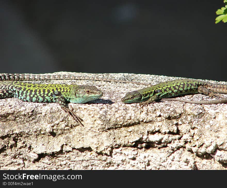 Two lizards on little wall