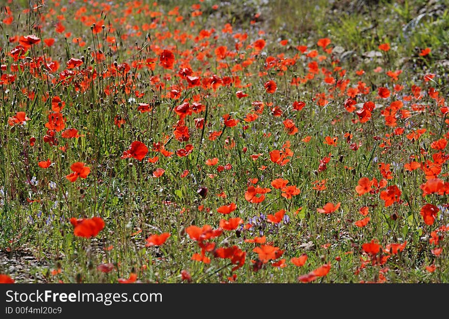 Field Of Red Poppies