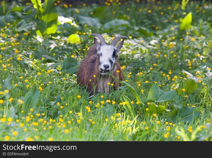 A old goat in a green field