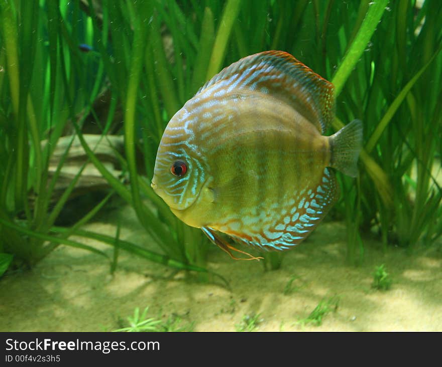 Discus Fish