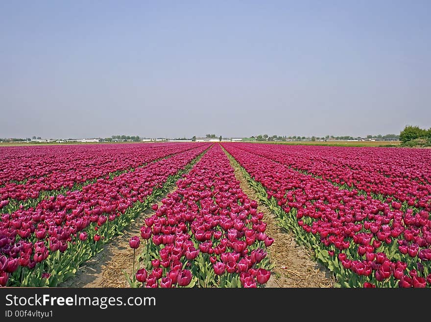 Field of purple tulips