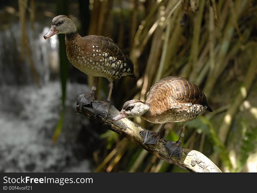 Two ducks is having conversation. Two ducks is having conversation